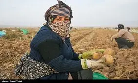 ۹۲۰ هزار تن سیب زمینی همدان در انتظار صنایع تبدیلی