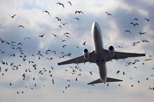 مخاطرات برخورد پرندگان با شیشه هواپیما چیست؟