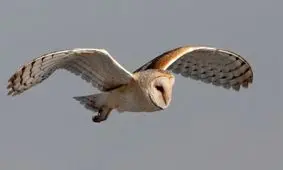 پرواز بی‌صدای جغدها