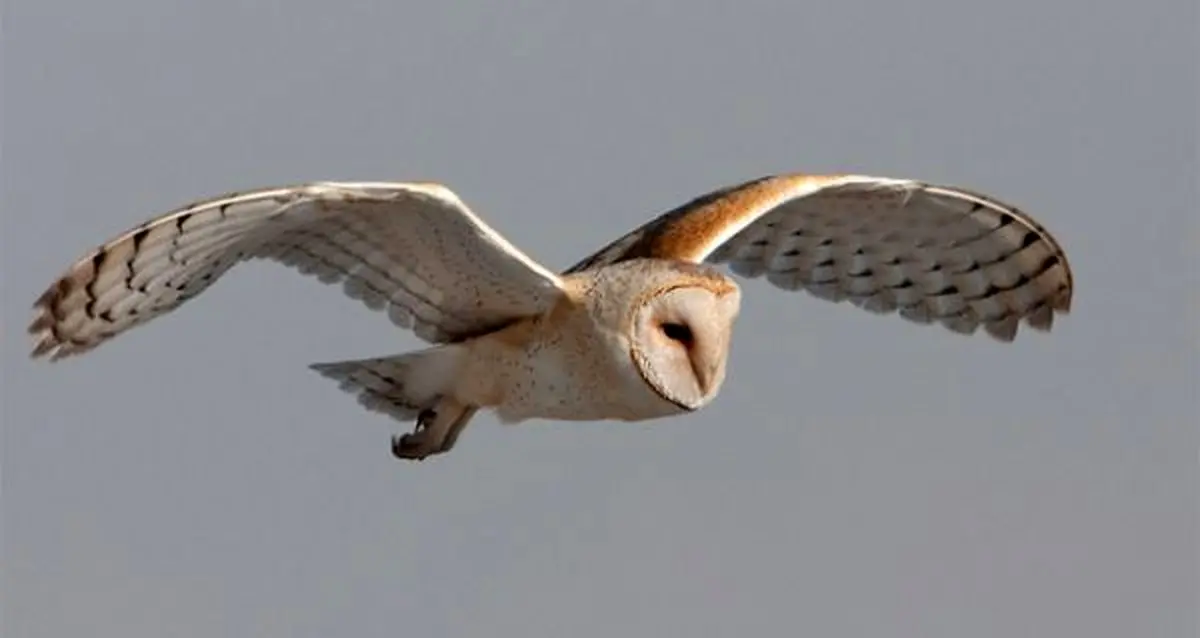 پرواز بی‌صدای جغدها