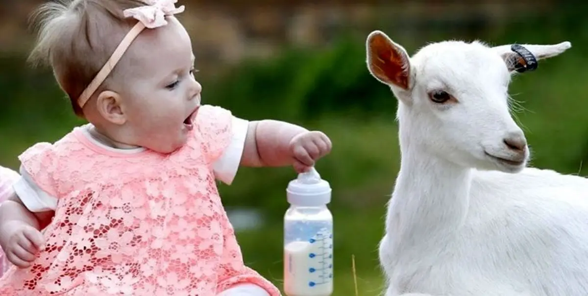 شیر «بز» از عفونت گوارشی نوزادان جلوگیری می‌کند