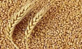 برنامه روسیه برای جایگزینی صادرات محصولات کشاورزی به جای نفت و گاز