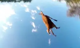 برخورد وحشتناک موتورسیکلت با گوزن در جاده +فیلم