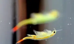 میگوهایی که قدیمی‌تر از دایناسورها هستند