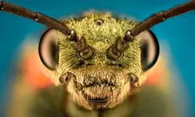 از سم عنکبوت تا شیر سوسک؛ معجزه سلامتی انسان