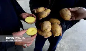 سیب‌زمینی چند نرخی و ترفندهای جدید برای گران‌فروشی