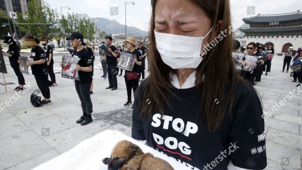 تظاهرات ضد «سگ خوری» در کره جنوبی + فیلم