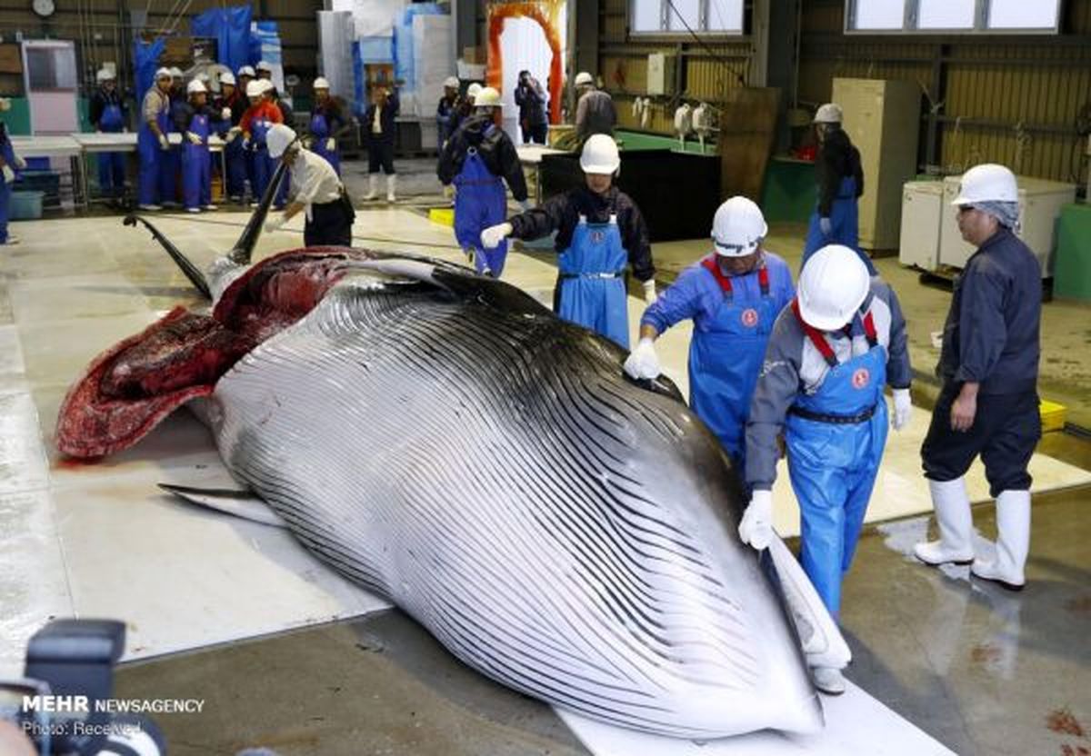 شکار نهنگ در ژاپن‎+ عکس