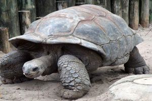لاک‌پشت غول‌پیکر گالاپاگوس با وزنی معادل ۴۰۰ کیلوگرم و طول بیش از ۲ متر