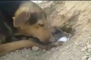 سگی بعد از مرگ توله‌هایش بر اثر گرما، آن‌ها را دفن می‌کند