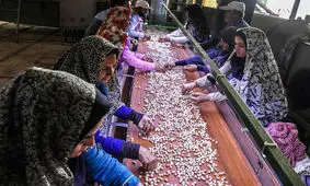 افزایش ۲۳ درصدی اشتغال در روستاها