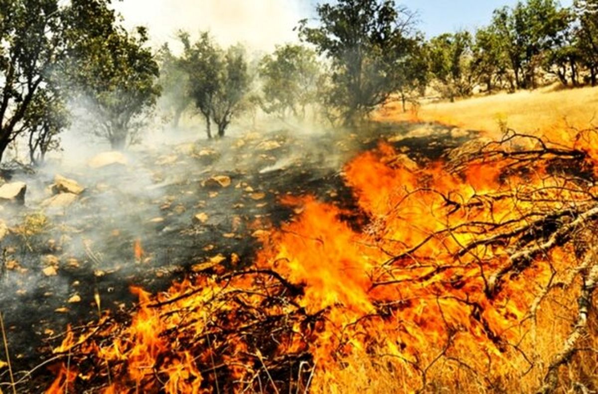 کابوس حریق در جنگل های کردستان/آتش سوزی ها ۲.۵برابر شد