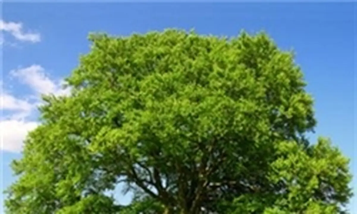 کهنسال‌ترین درخت انجیر جهان+تصاویر