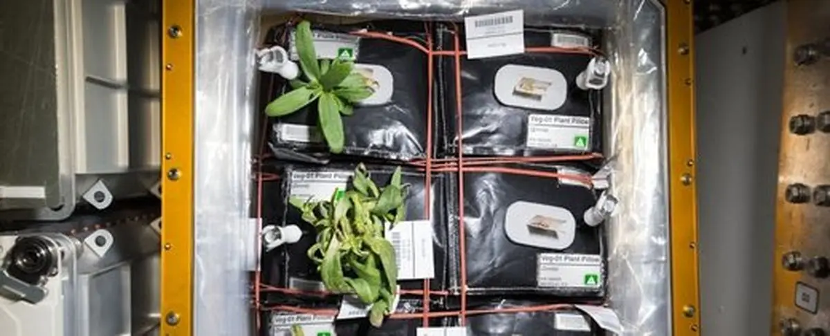 معرفی اولین میوه کاشته شده در فضا توسط ناسا