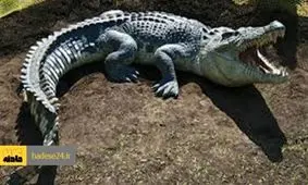 گاندو دست دختر بچه را خورد