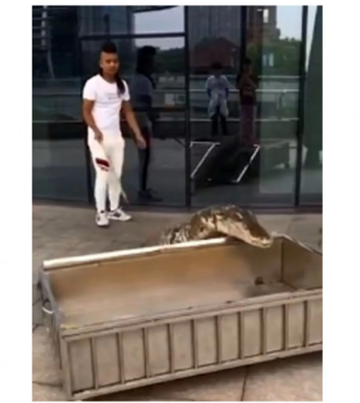 مرد چینی که با تمساح خود راهی خیابان‌ها شده بود دستگیر شد