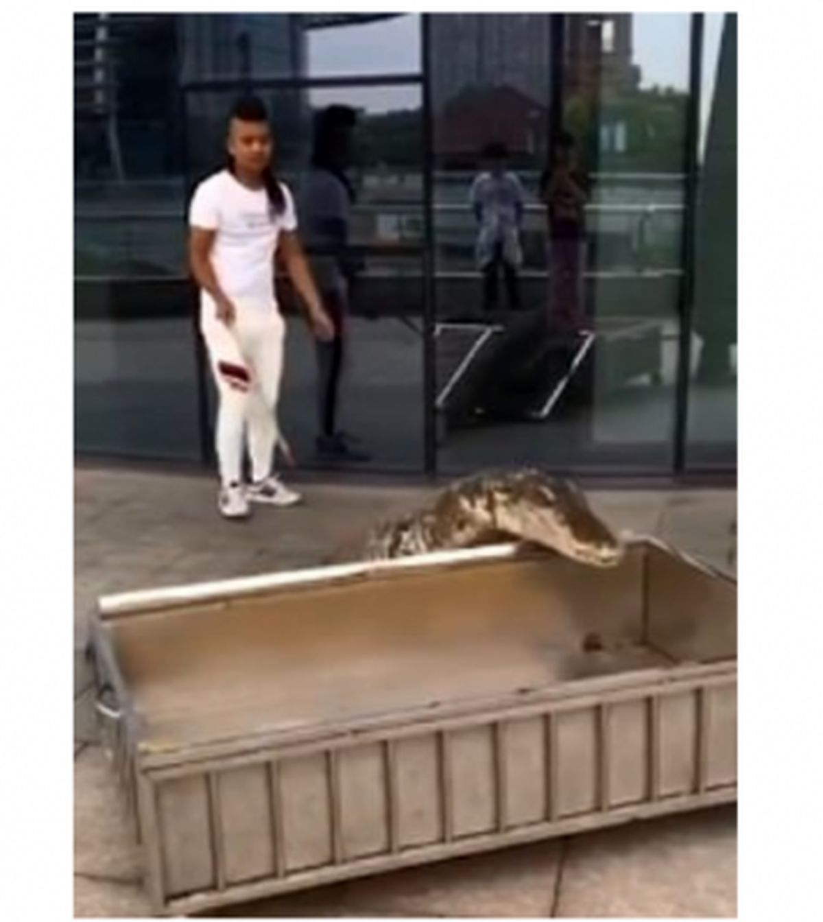مرد چینی که با تمساح خود راهی خیابان‌ها شده بود دستگیر شد