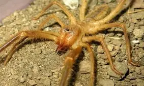 باورهای نادرست درباره رتیل‌ها