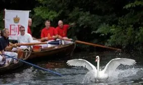 شمارش قو‌ها در انگلستان، رسمی با ۸۰۰ سال قدمت