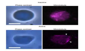 ساخت ربات "مولکولی" قابل برنامه‌ریزی با DNA