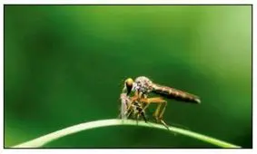 منقرض کردن نوعی پشه در چین