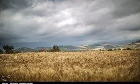 شاهکار مسئولان دولت روحانی؛ «واردات گندم در سال خودکفایی!»