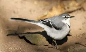 گرمای هوا، بدن حیوانات را کوچک می‌کند
