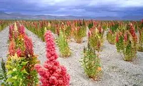 کشت غذای اصلی آمریکایی‌ها در گلستان