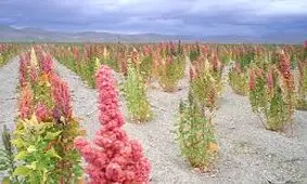 کشت غذای اصلی آمریکایی‌ها در گلستان