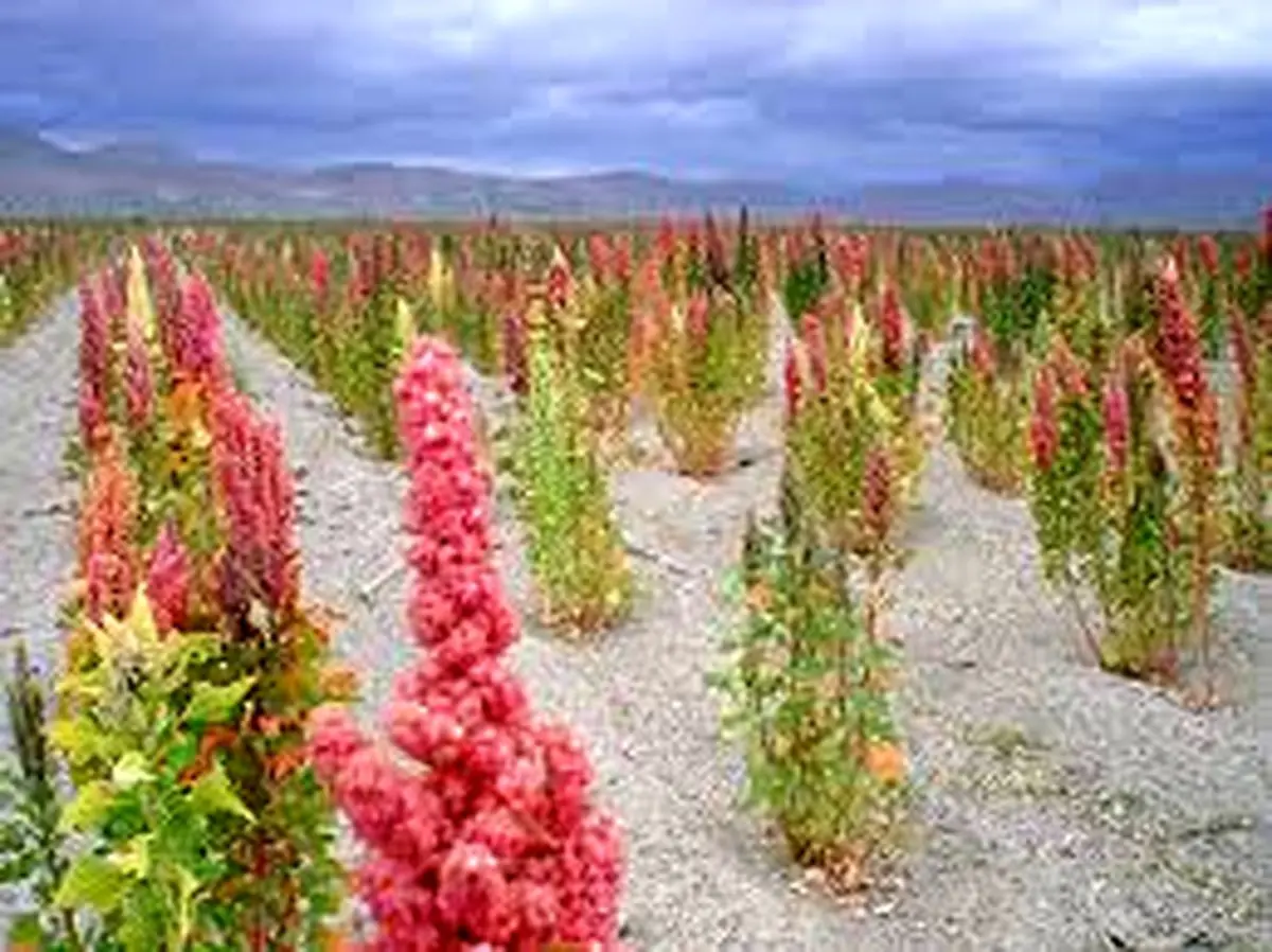 کشت غذای اصلی آمریکایی‌ها در گلستان