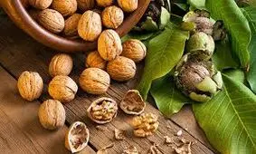 ۱۵۰ هزار هکتار، سطح زیر کشت باغات گردو در کشور/ اجرای سرشاخه‌کاری برای افزایش کیفیت و کمیت تولید گردو