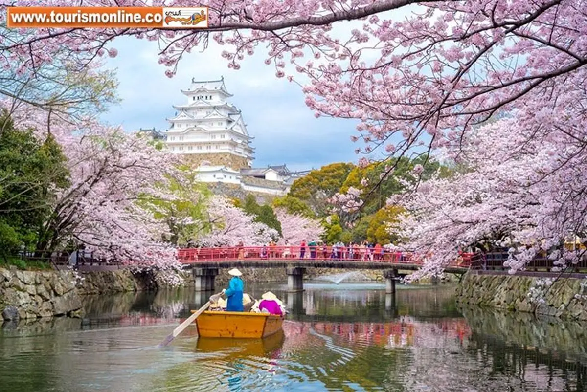 تماشای زیباترین شکوفه‌های بهاری، پیش از رسیدن بهار! +تصاویر