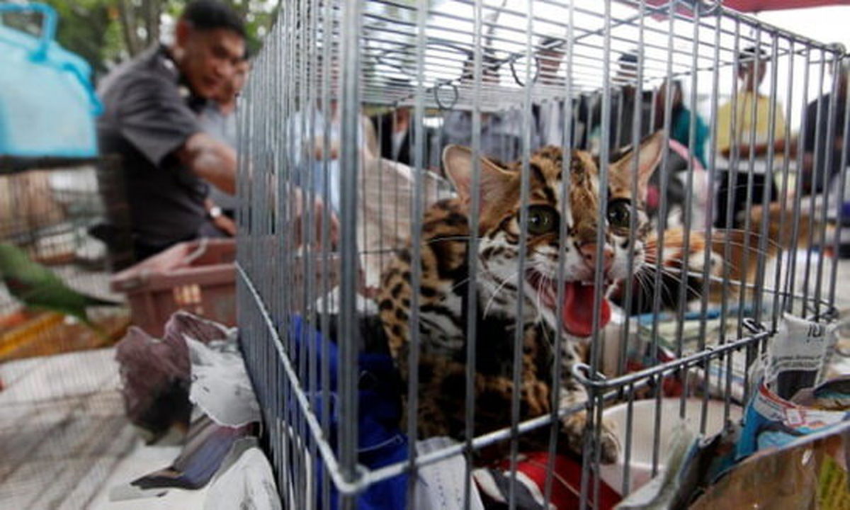 انهدام باندهای قاچاق حیوانات وحشی در جهان