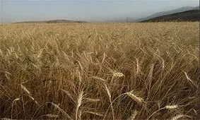 تکلیف واردات گندم هنوز مشخص نیست / قاچاق گندم به خارج از کشور شایعه است