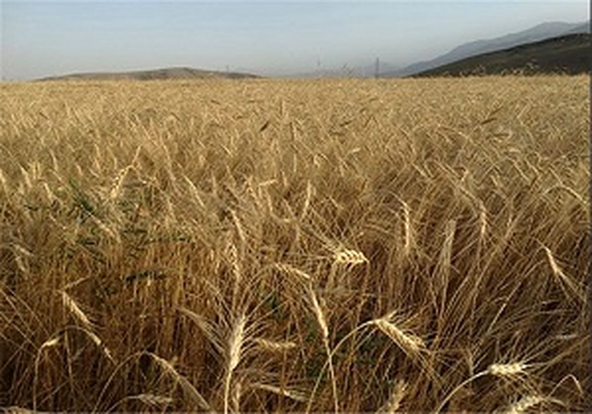 تکلیف واردات گندم هنوز مشخص نیست / قاچاق گندم به خارج از کشور شایعه است