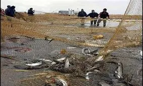 صید ماهی با برق فشار قوی