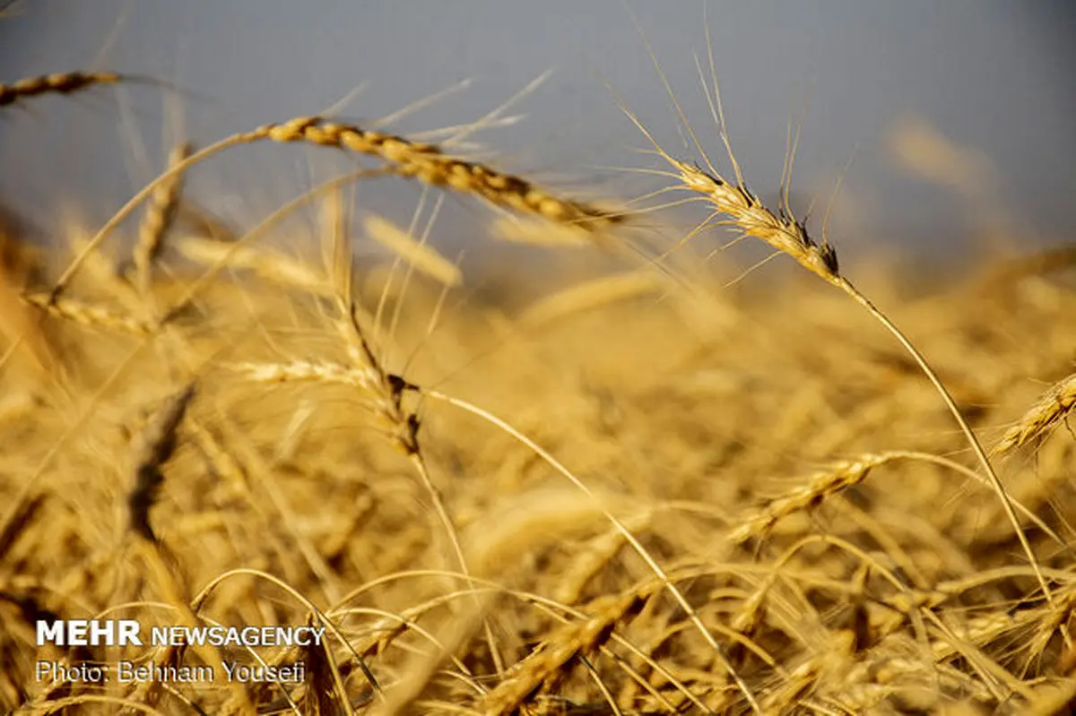 خرید۴.۶ میلیون تن گندم از کشاورزان/حتی یک مورد قاچاق گزارش نشد