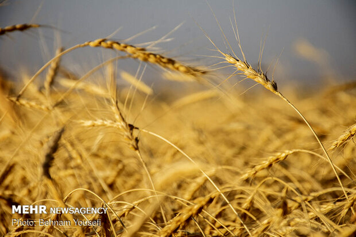 خرید۴.۶ میلیون تن گندم از کشاورزان/حتی یک مورد قاچاق گزارش نشد