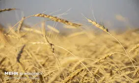 خرید۴.۶ میلیون تن گندم از کشاورزان/حتی یک مورد قاچاق گزارش نشد