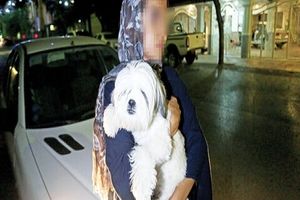 دادستانی دستور برخورد با سگ‌گردانی در شهر را صادر کرد