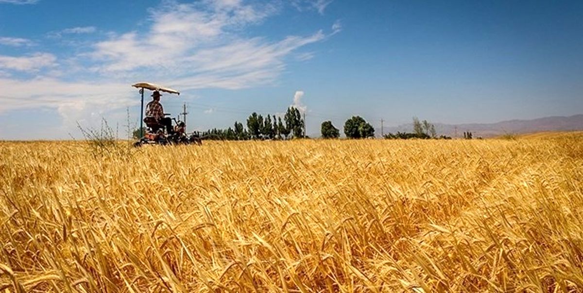 خرید 83 هزار تن گندم در استان مرکزی