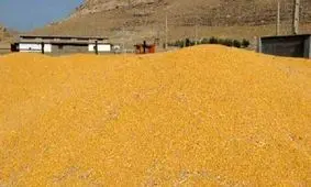 کشف ۱۴۰ تن ذرت یارانه‌ای از شبکه خارج شده