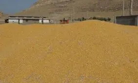 کشف ۱۴۰ تن ذرت یارانه‌ای از شبکه خارج شده