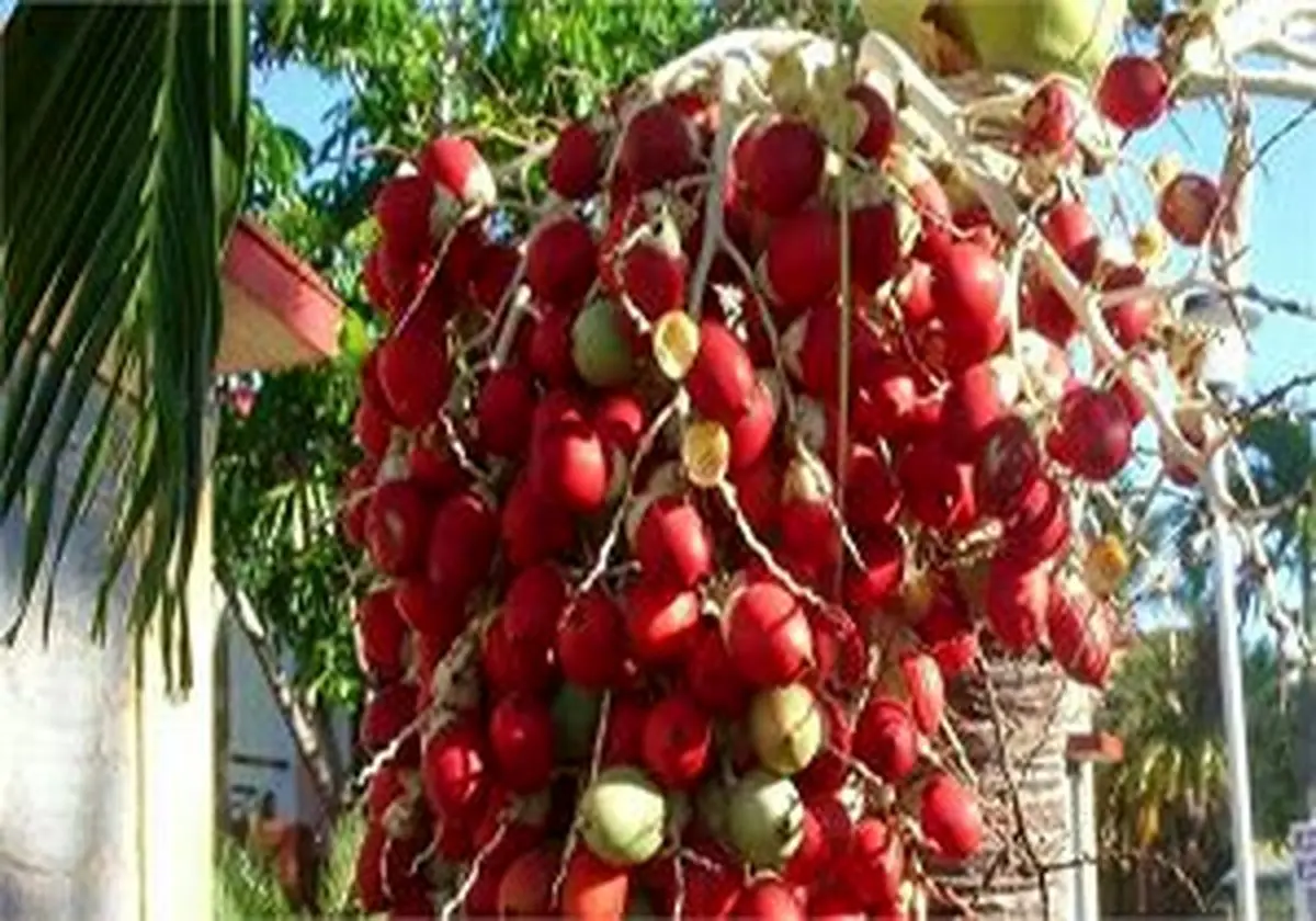 روغن پالم خوب است یا بد ؟!