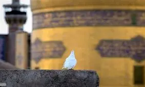 نماهنگ "السلطان" با نوای محمود کریمی منتشر شد + فیلم