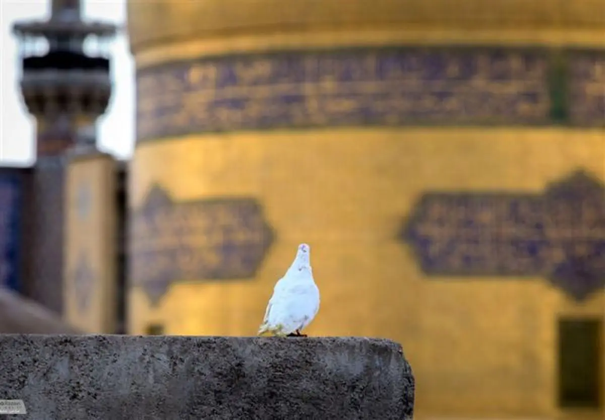 نماهنگ "السلطان" با نوای محمود کریمی منتشر شد + فیلم
