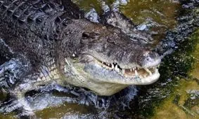 پلیس ایالت تنسی آمریکا: مواد مخدر را در فاضلاب نریزید، تمساح‌ها می‌خورند و وحشی می‌شوند!