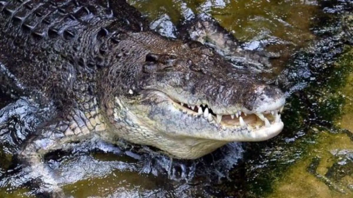 پلیس ایالت تنسی آمریکا: مواد مخدر را در فاضلاب نریزید، تمساح‌ها می‌خورند و وحشی می‌شوند!