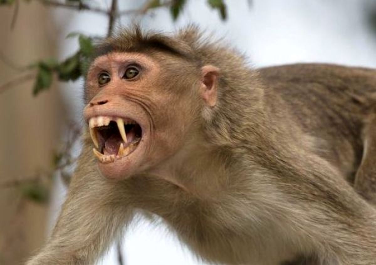 حمله میمون‌های وحشی به شهروندان سیاهکلی