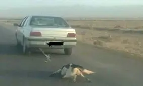 جریمه جالب مرد سگ آزار: نگهداری از حیوانات مصدوم